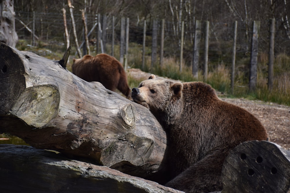 bears in a forest