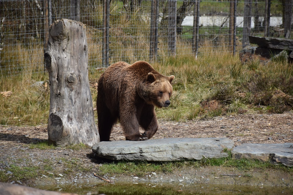 a bear walking on a log