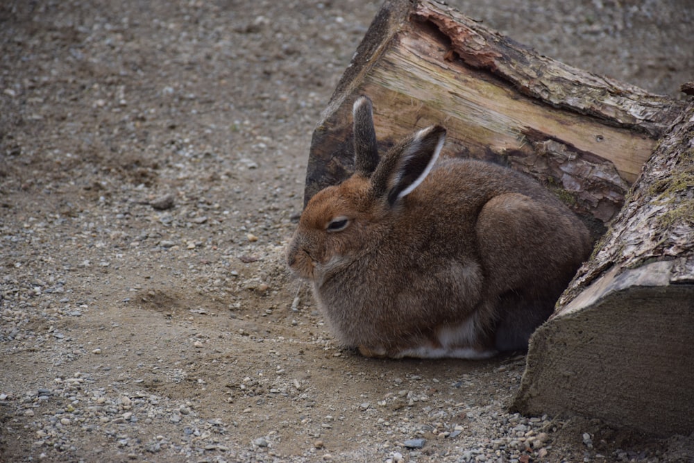 a rabbit lying on the ground