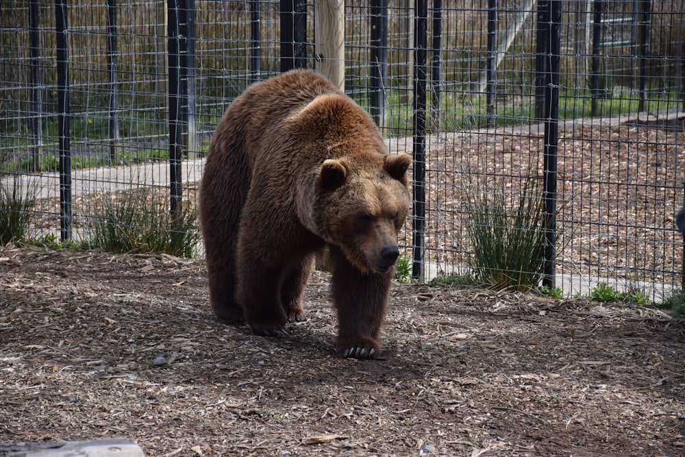 a bear walking in a zoo exhibit