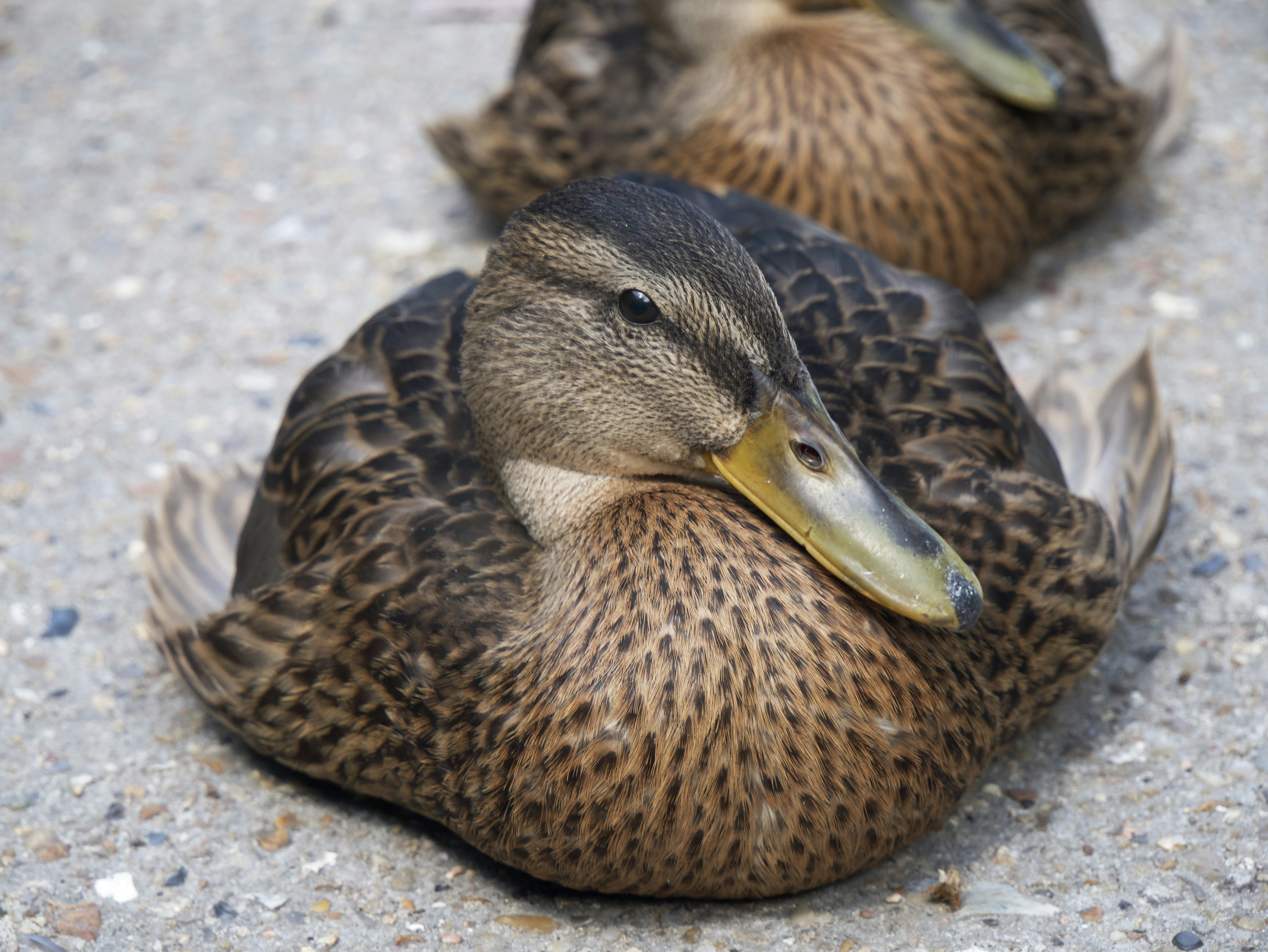 Les gestionnaires de packages : des problèmes cachés