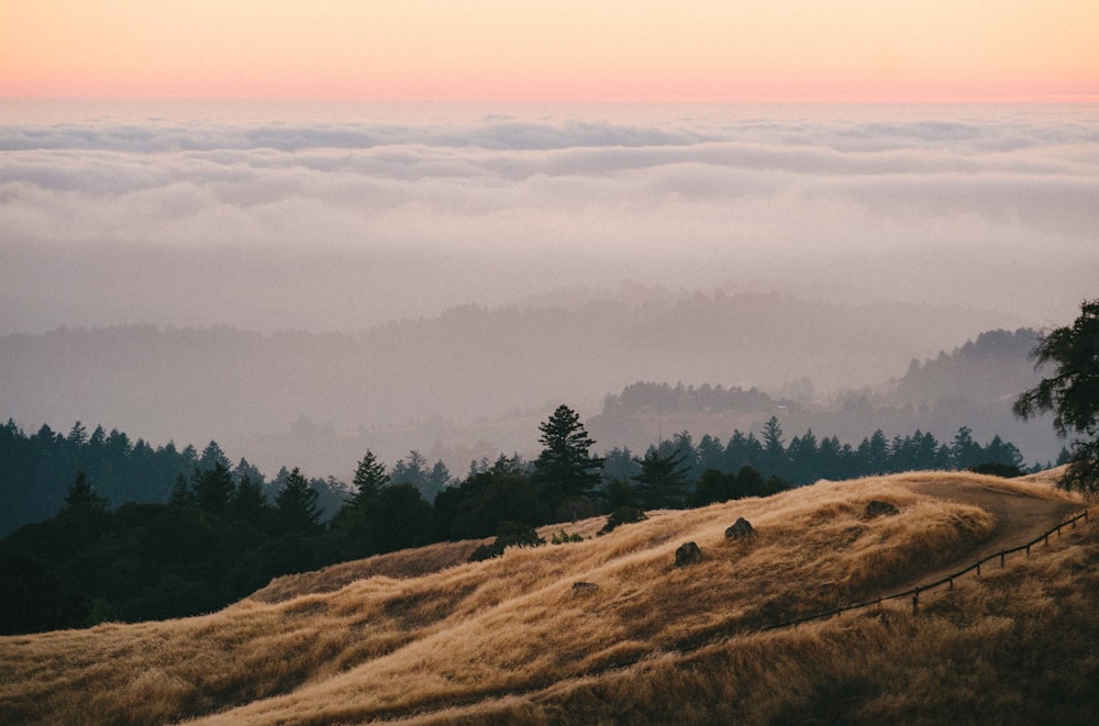 a landscape with trees and fog