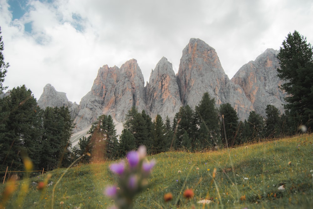 a grassy field with trees and mountains in the background