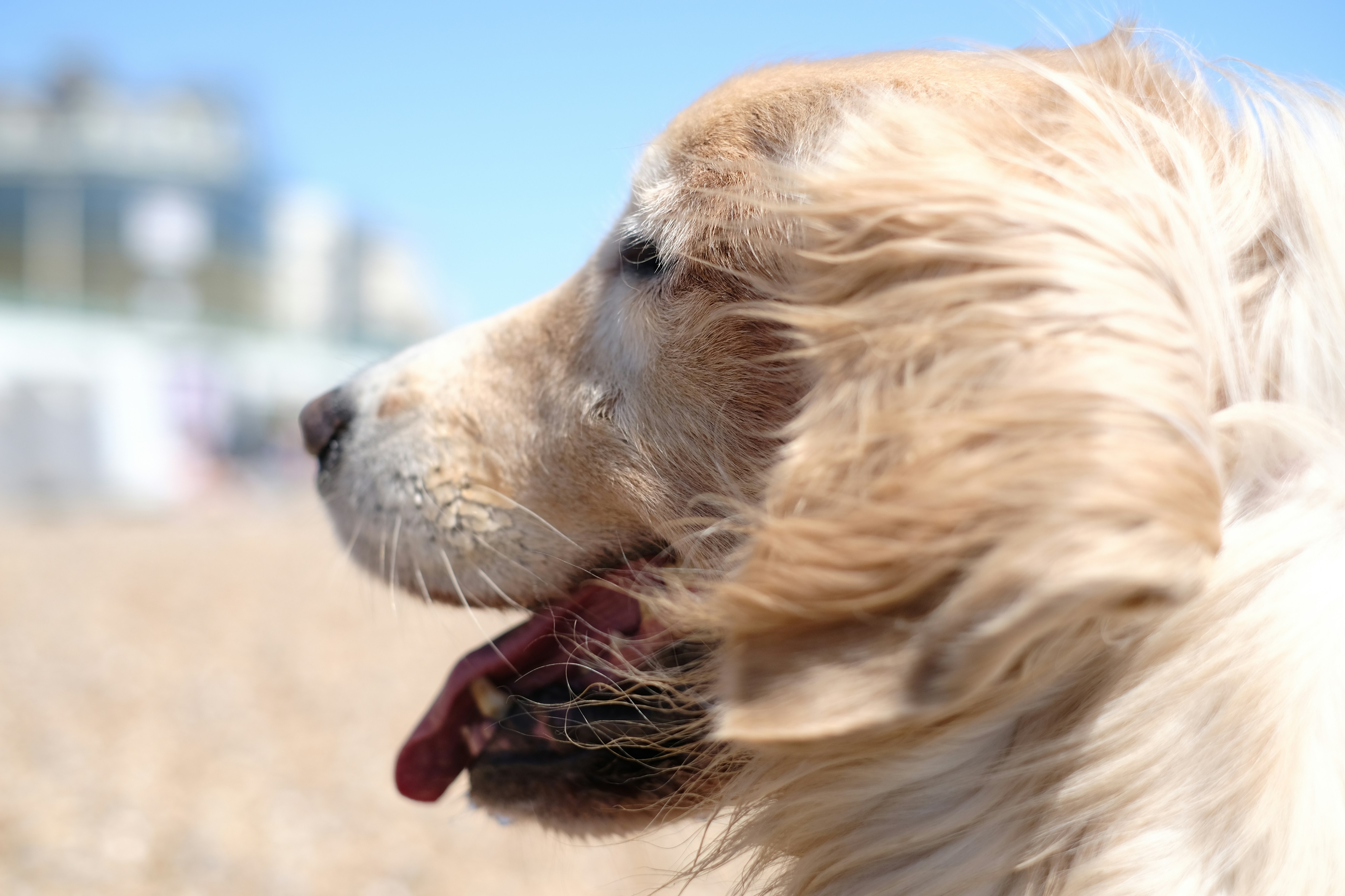 a dog with its mouth open