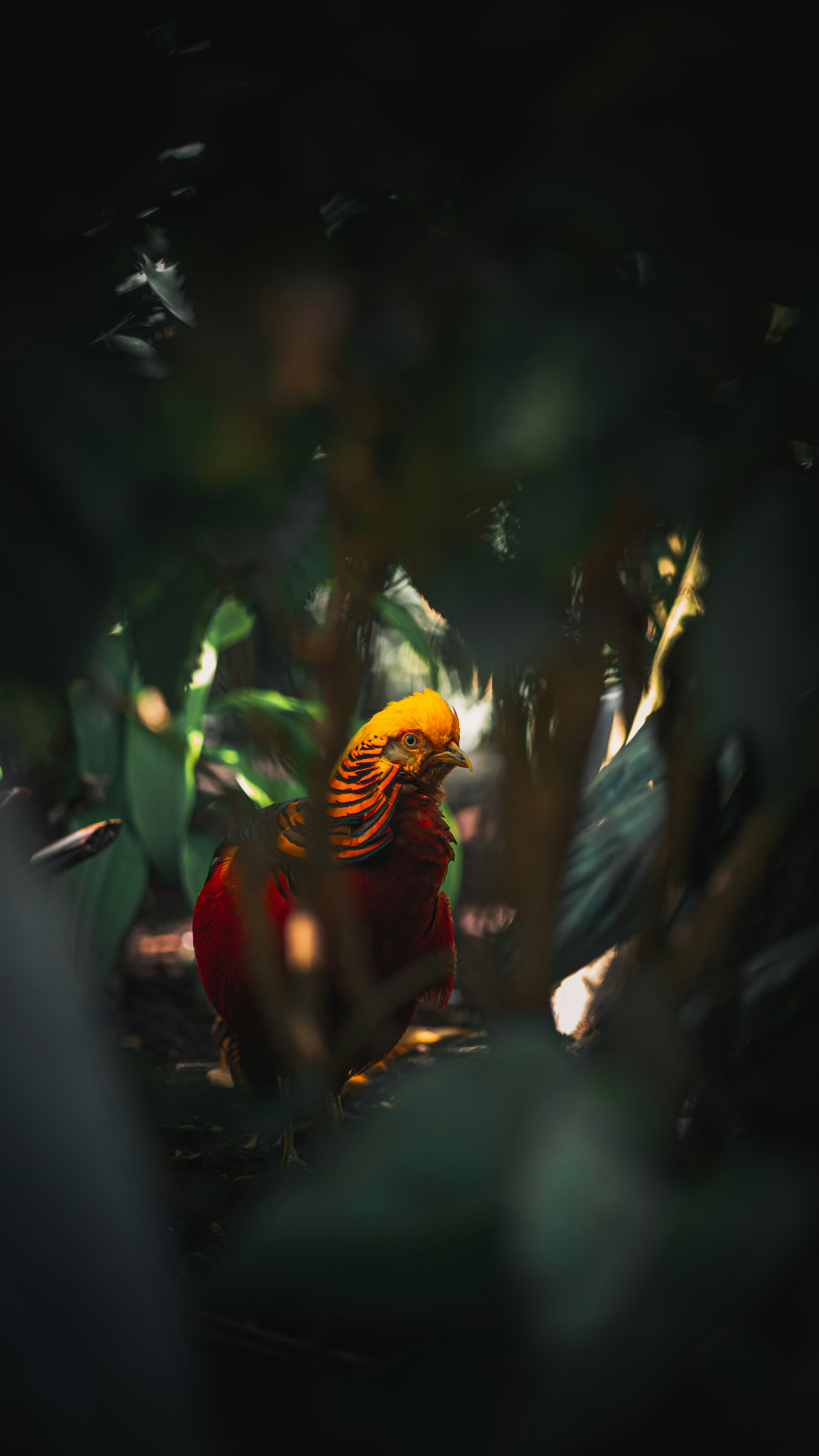 Une grenouille sur une feuille