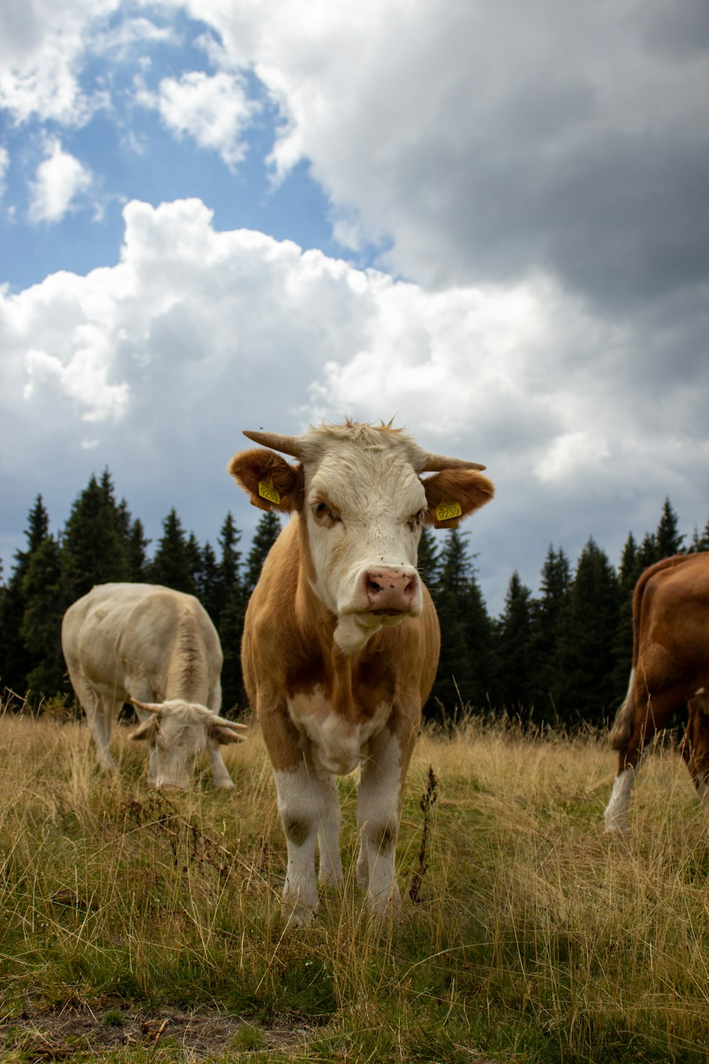 cows grazing in a meadow