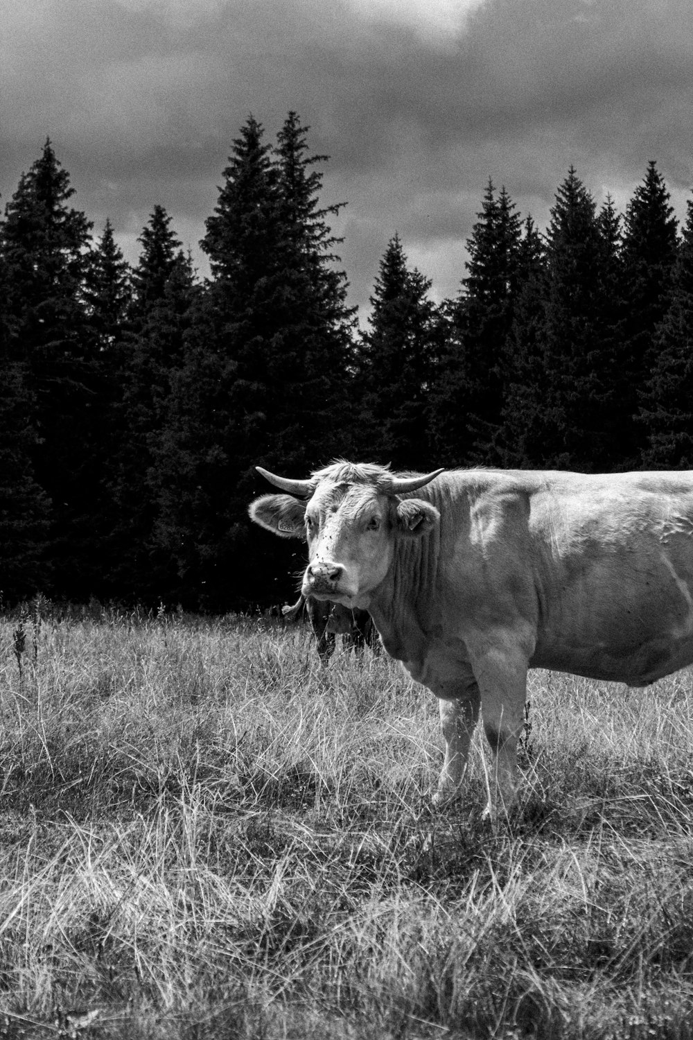 une vache debout dans un champ