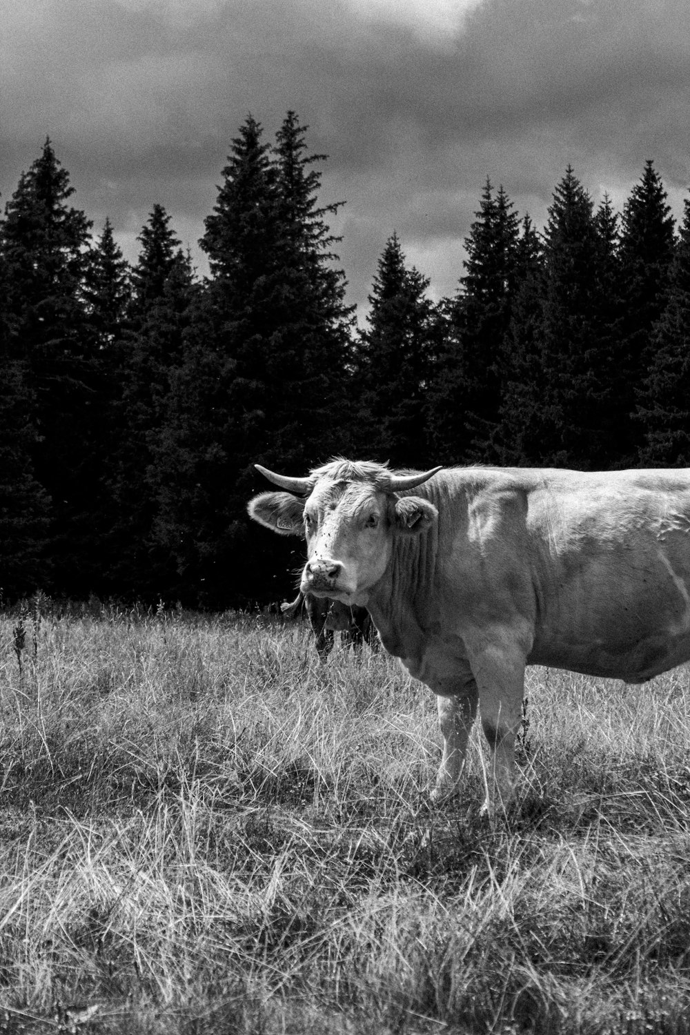 a cow standing in a field