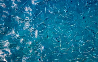 a school of fish swimming