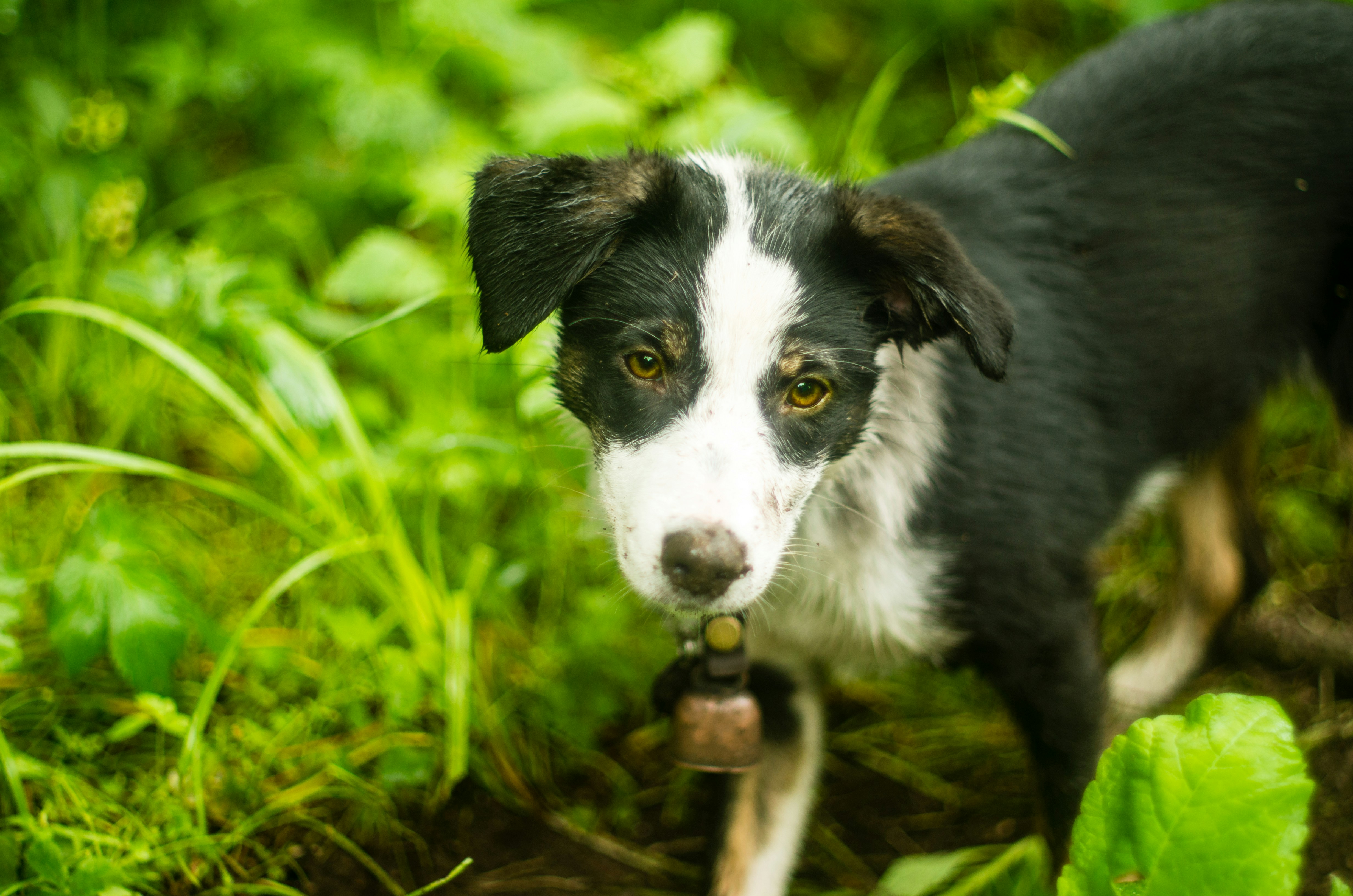 Border Collie Australian Shepherd Mix