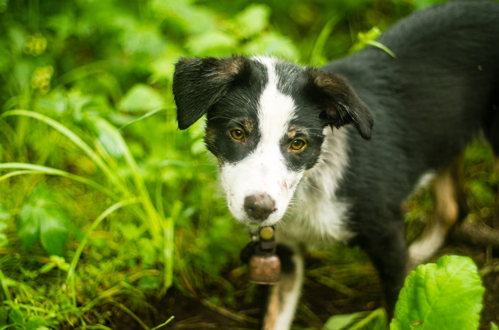 Ein Hund, der im Gras steht