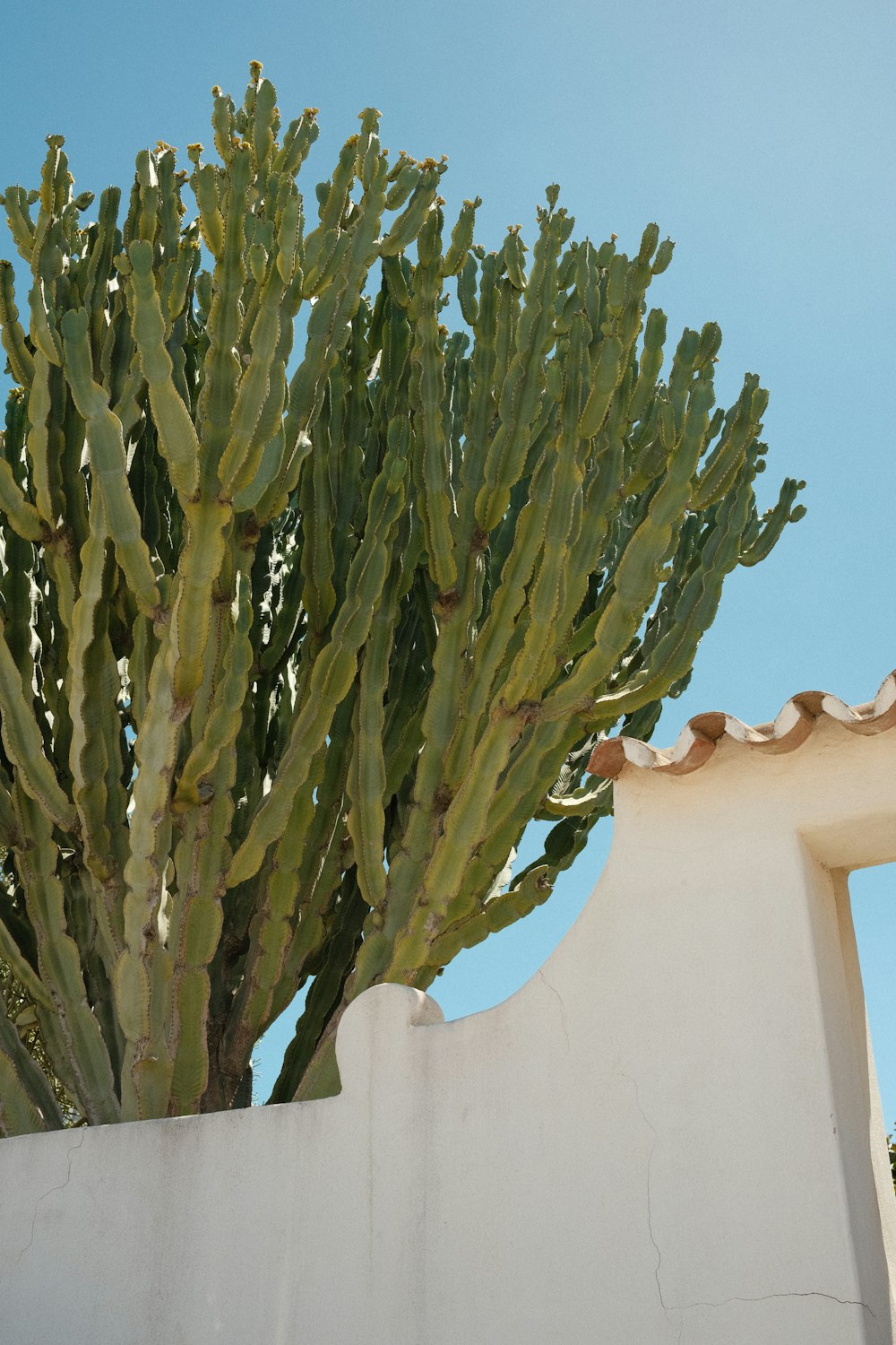 a large cactus plant