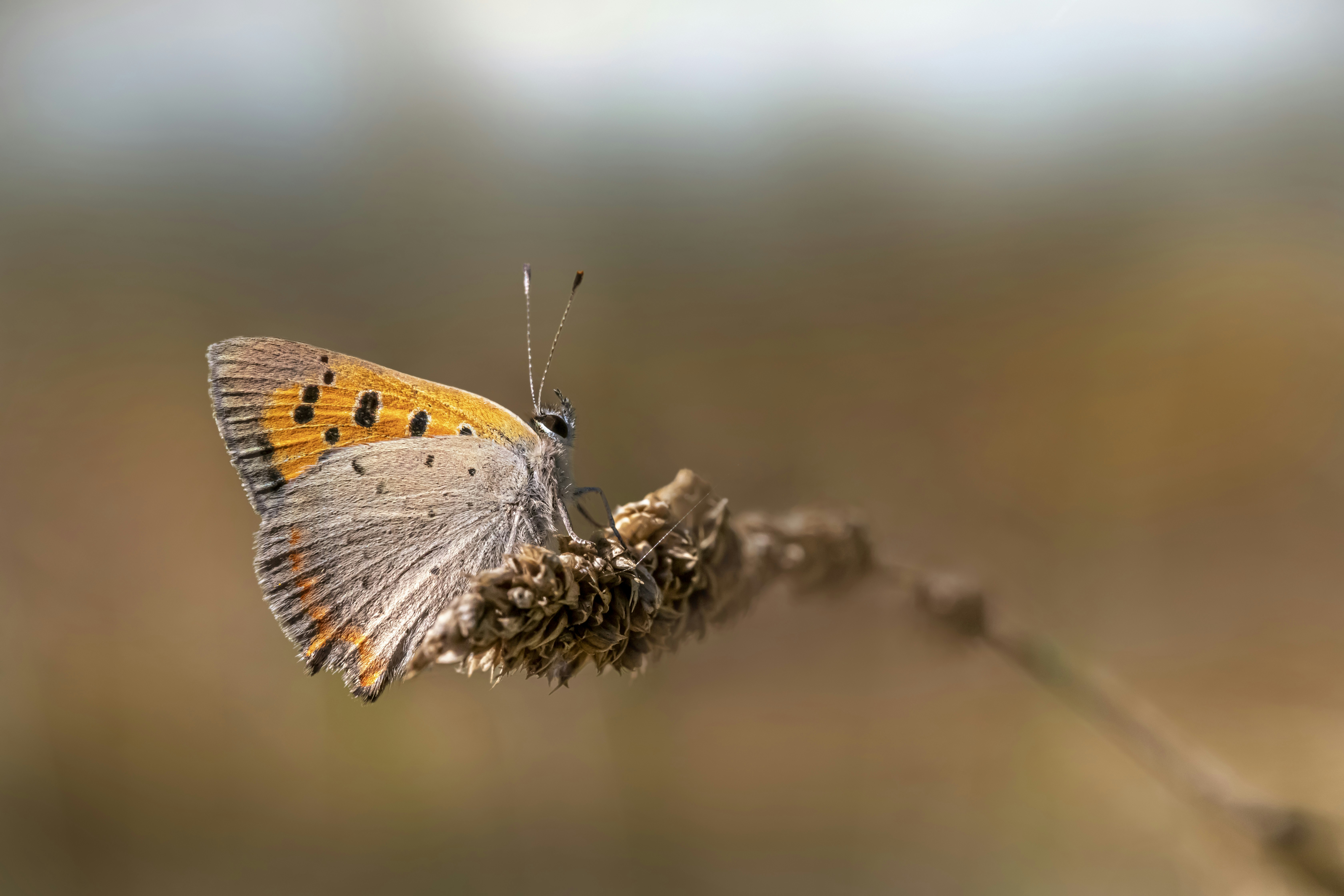 Photo by erik_karits