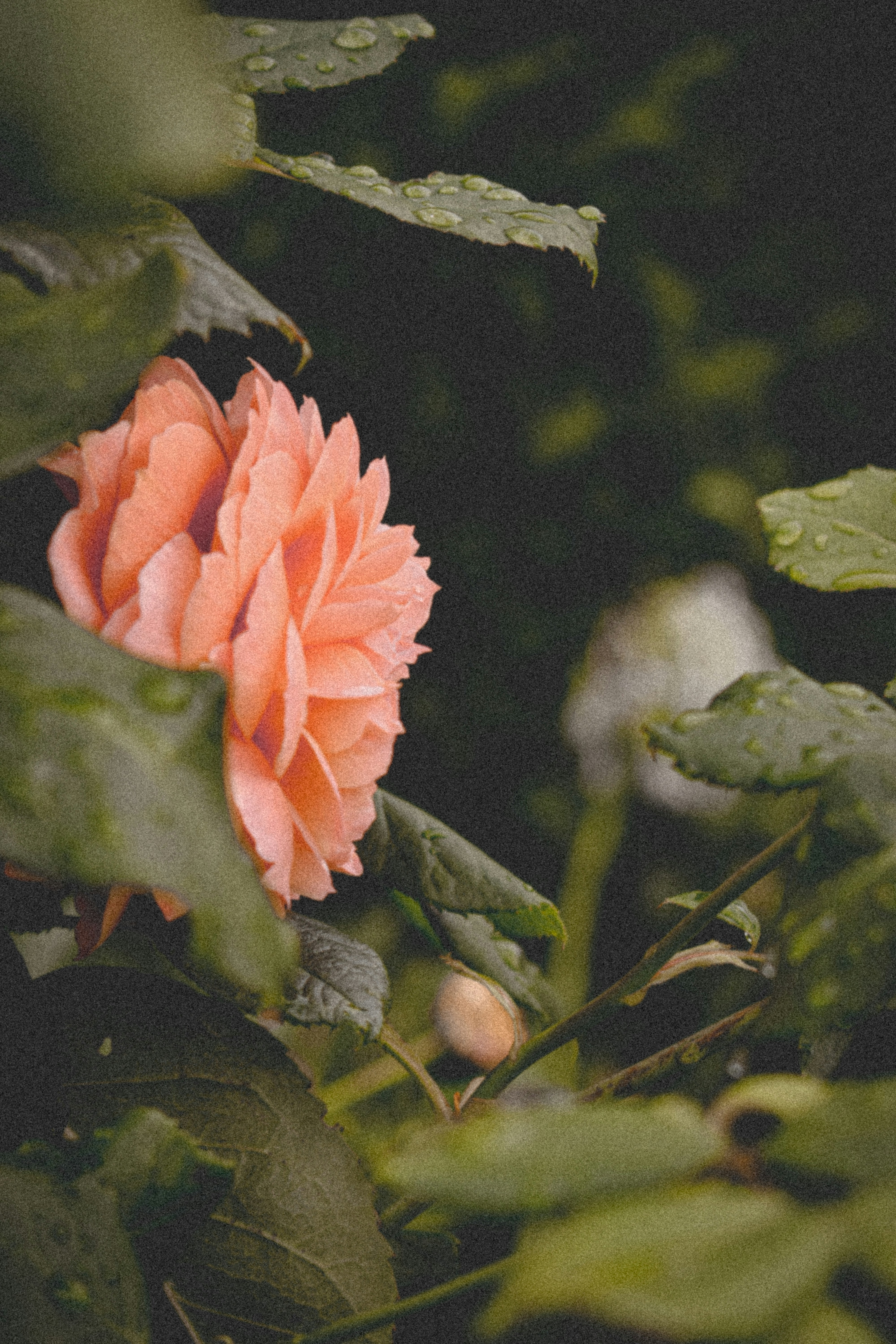 Photo by andreeamarialoga