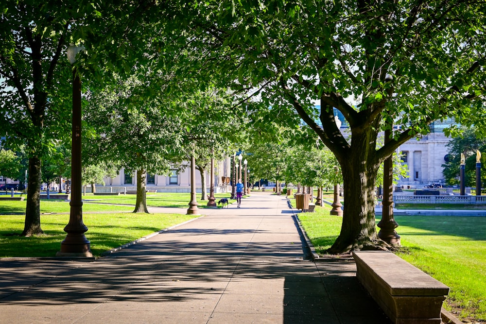 a path with trees and benches