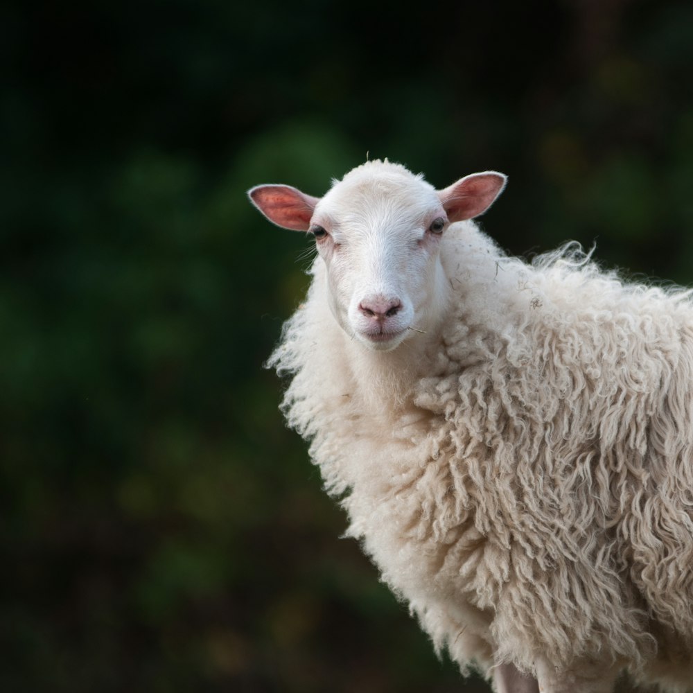 Ein weißes Schaf mit rotem Ohr