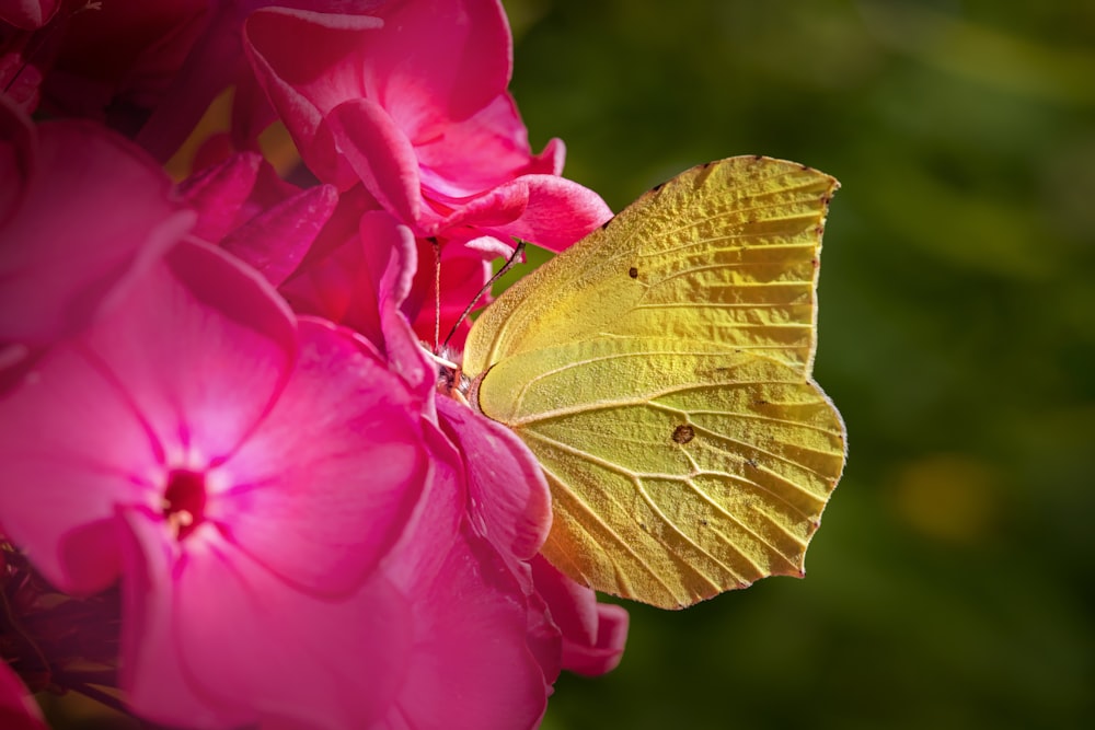 a butterfly on a pink flower