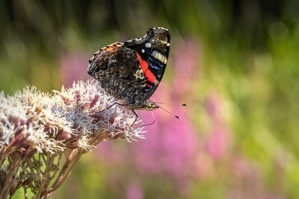 a butterfly on a flower