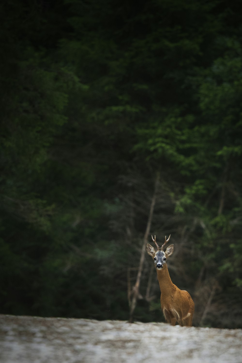 Un ciervo parado sobre una roca
