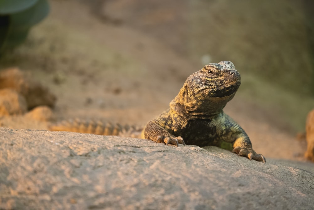 a lizard on a rock