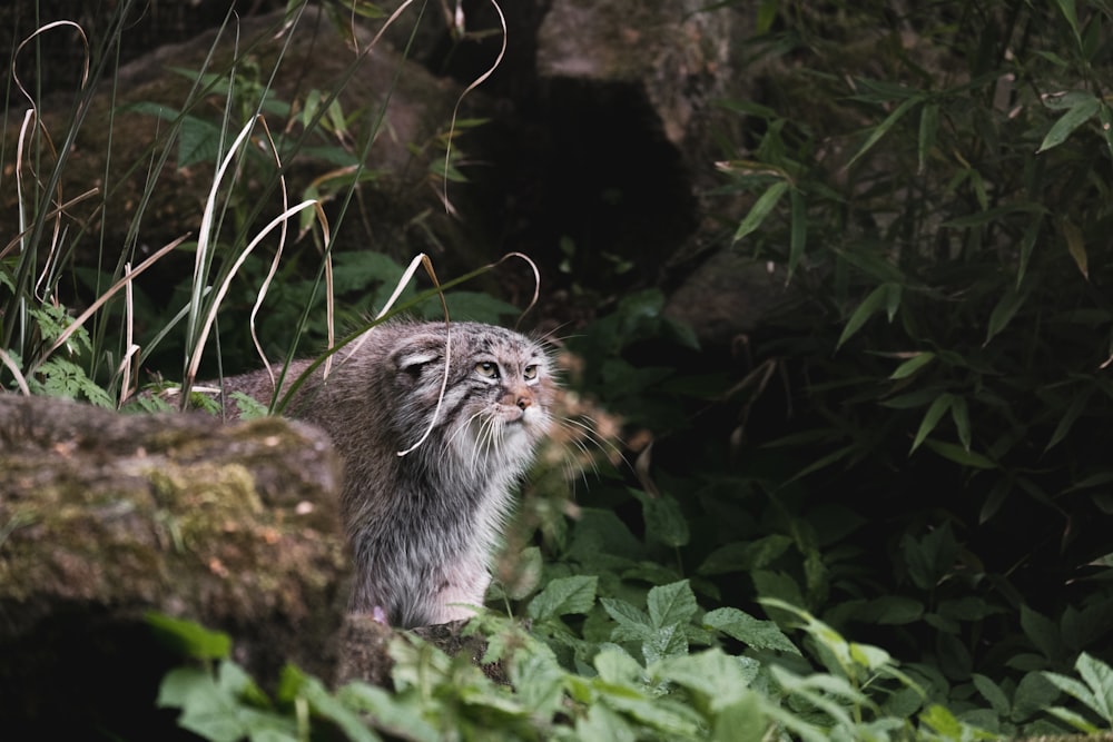 a small animal in the woods