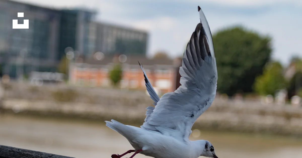 Fly Over Railing A bird flying over a railing photo – Free Limerick Image on Unsplash