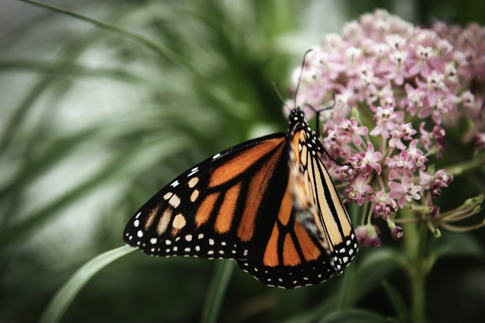 a butterfly on a flower