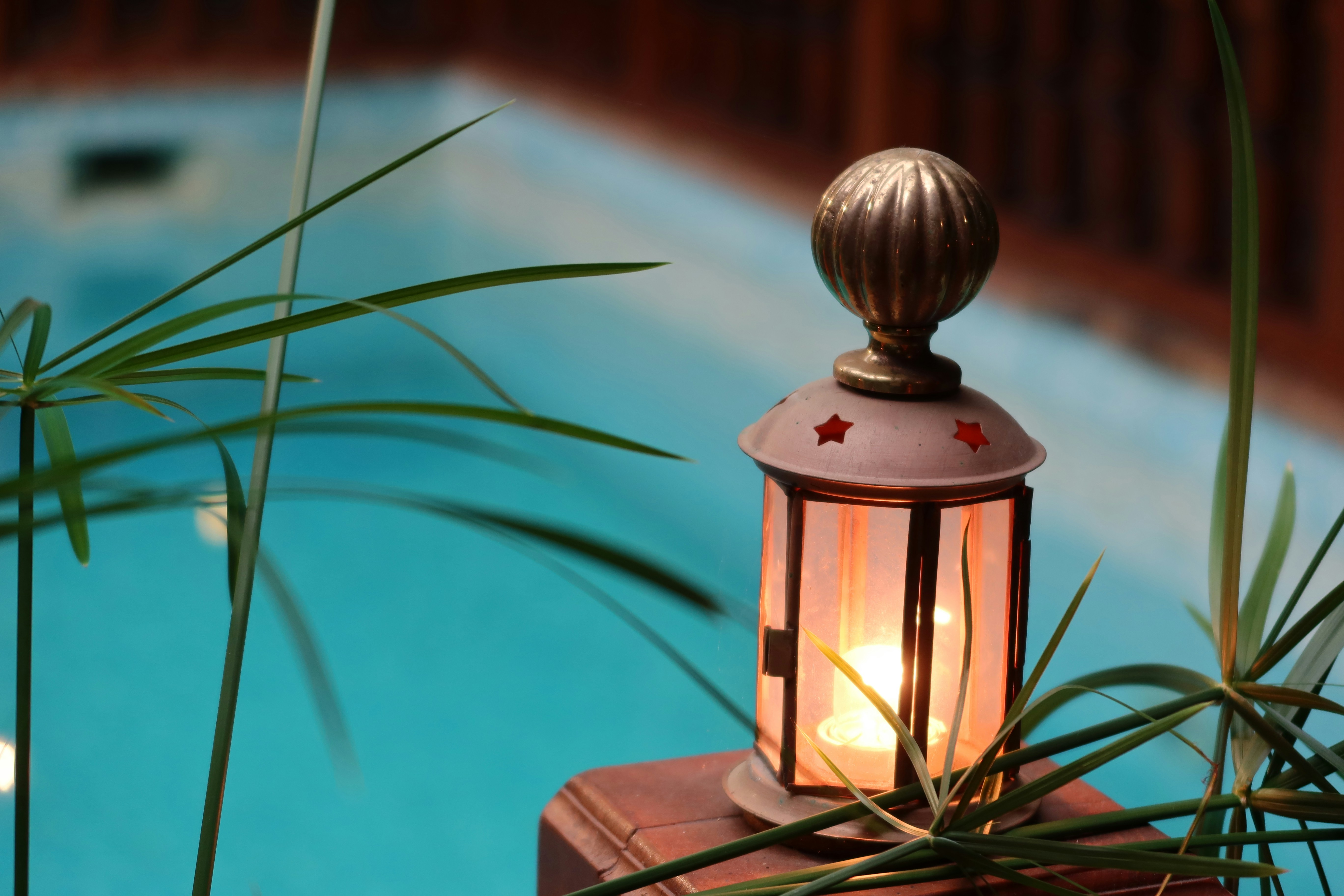 Pine & Palms Lantern