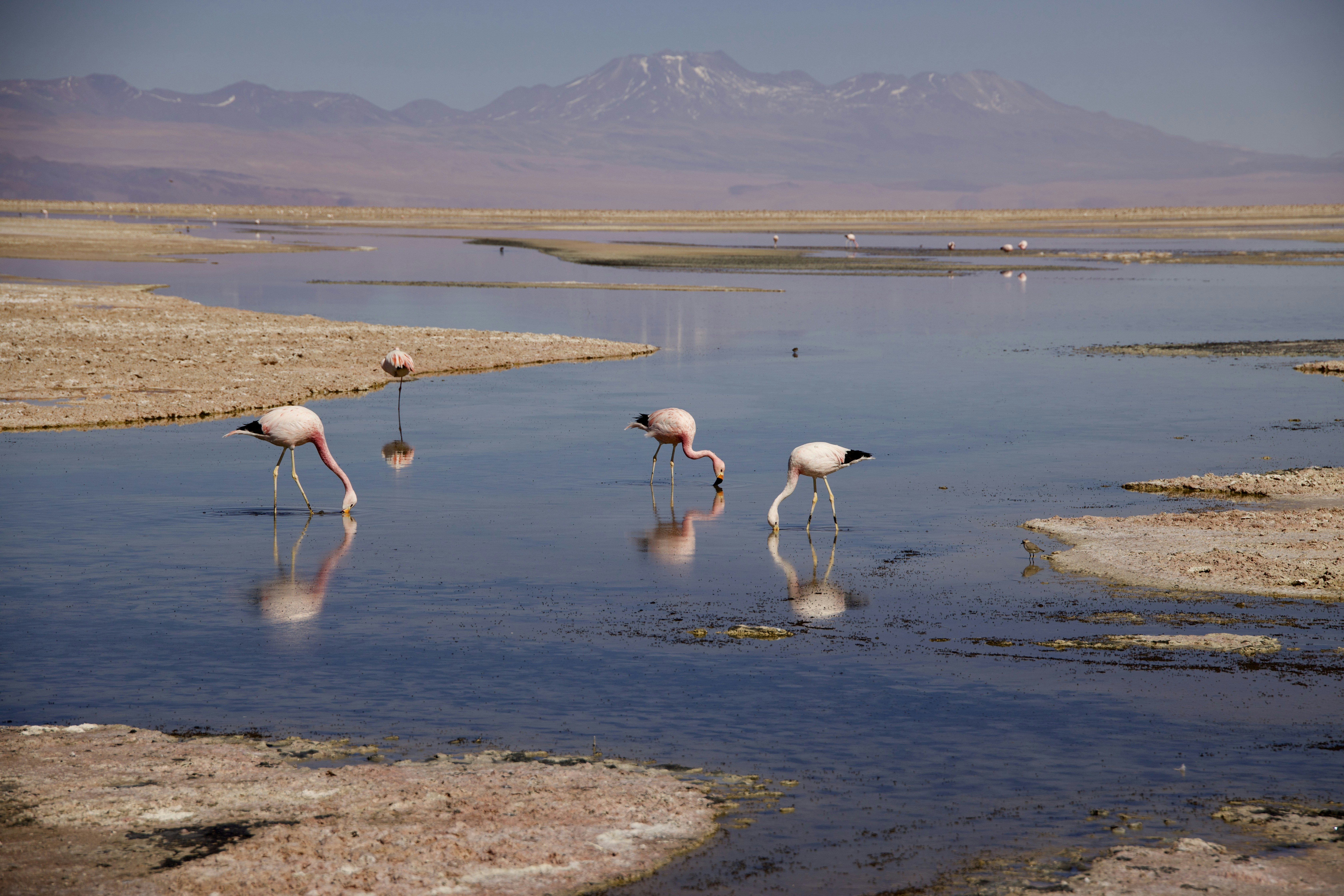 Aves de pie en el agua