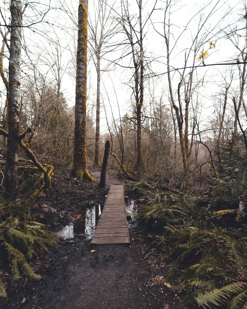 a wooden bridge over a stream