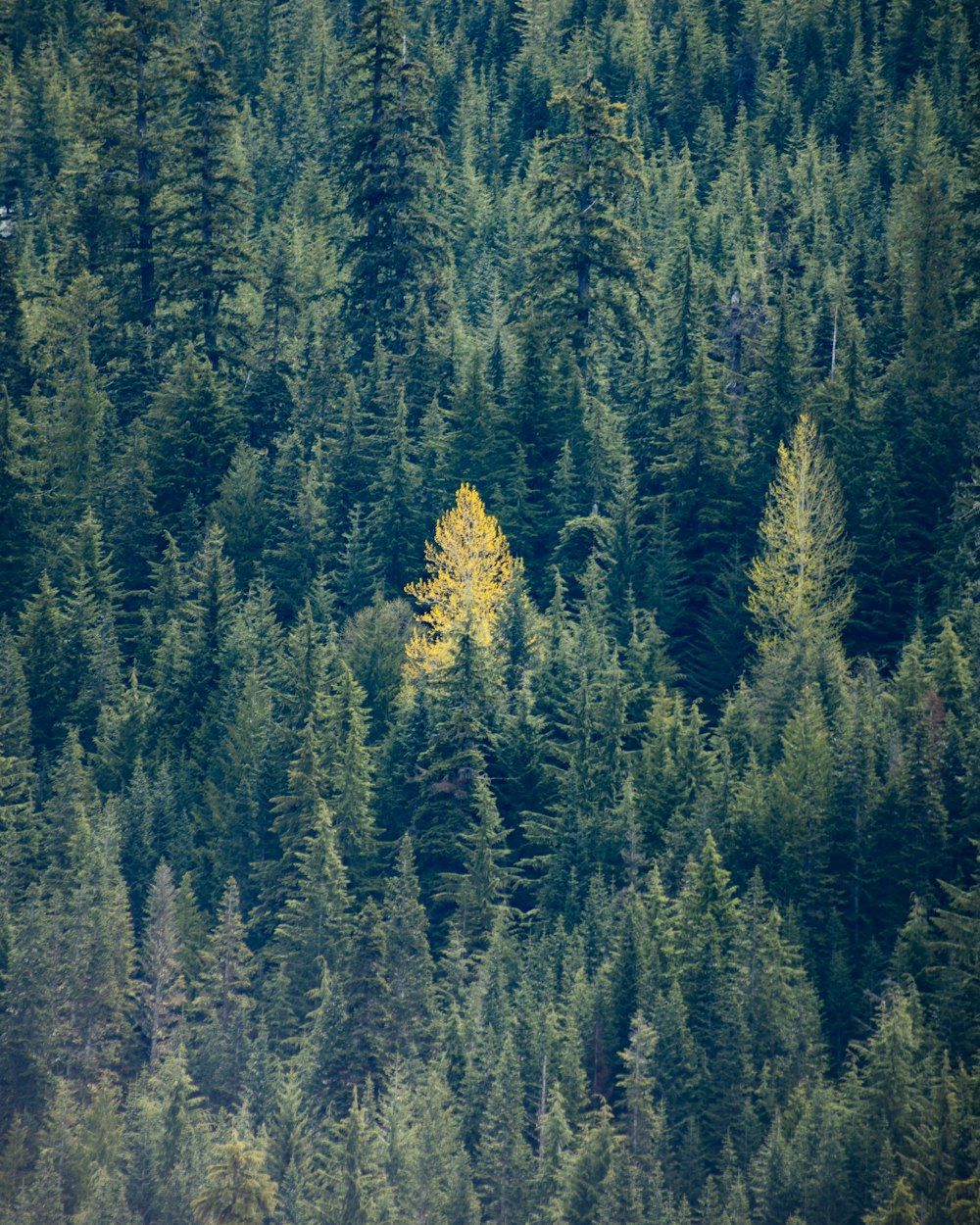 Ein Wald aus Bäumen