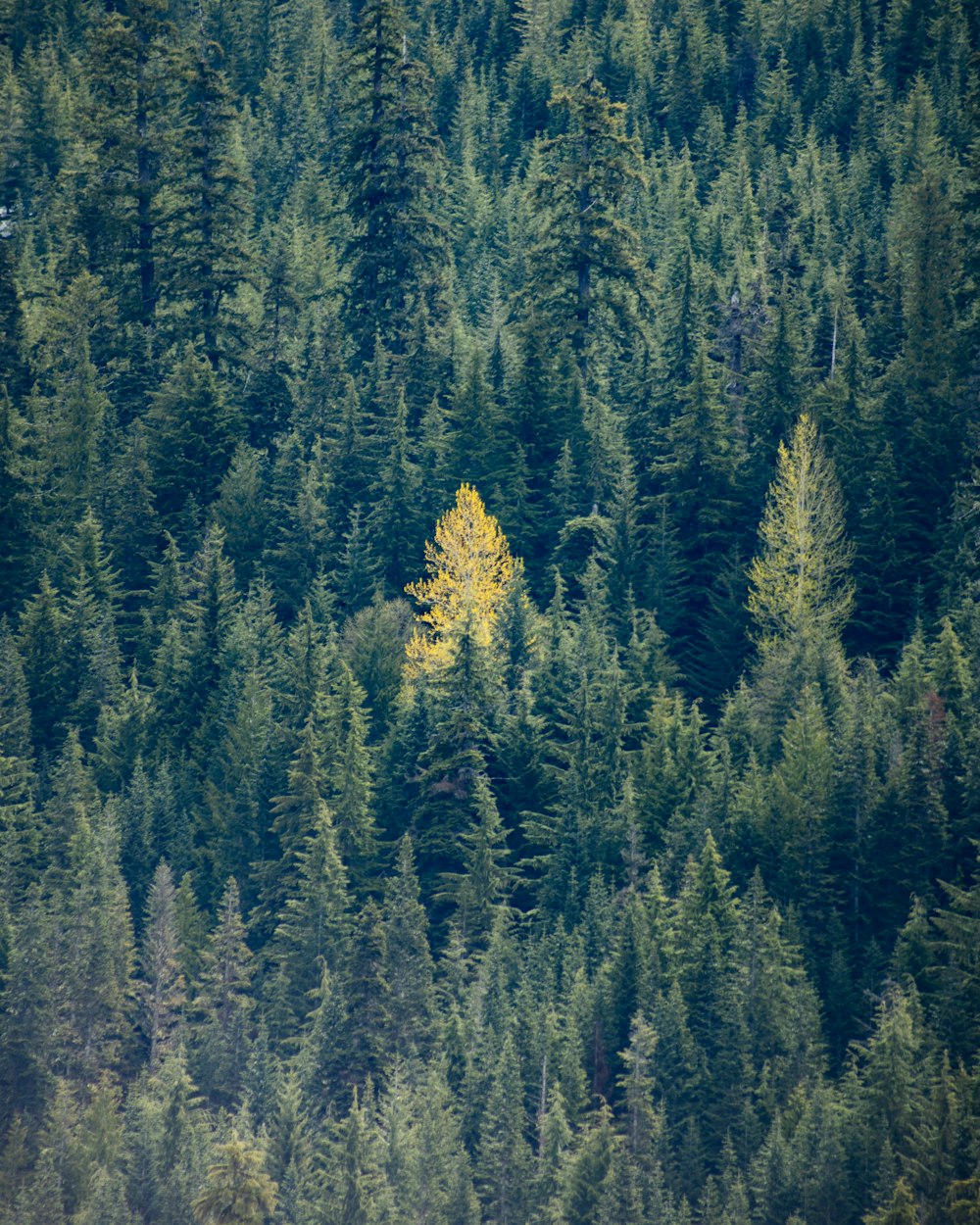 a forest of trees