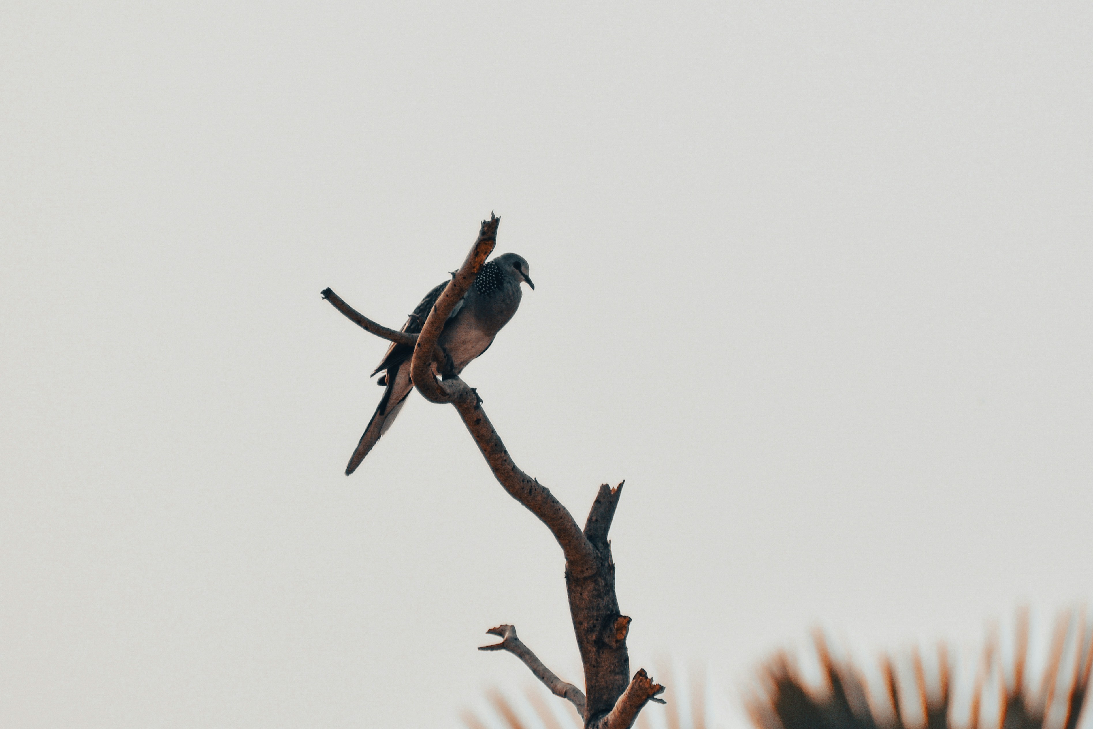 Photo by rohitroy1045