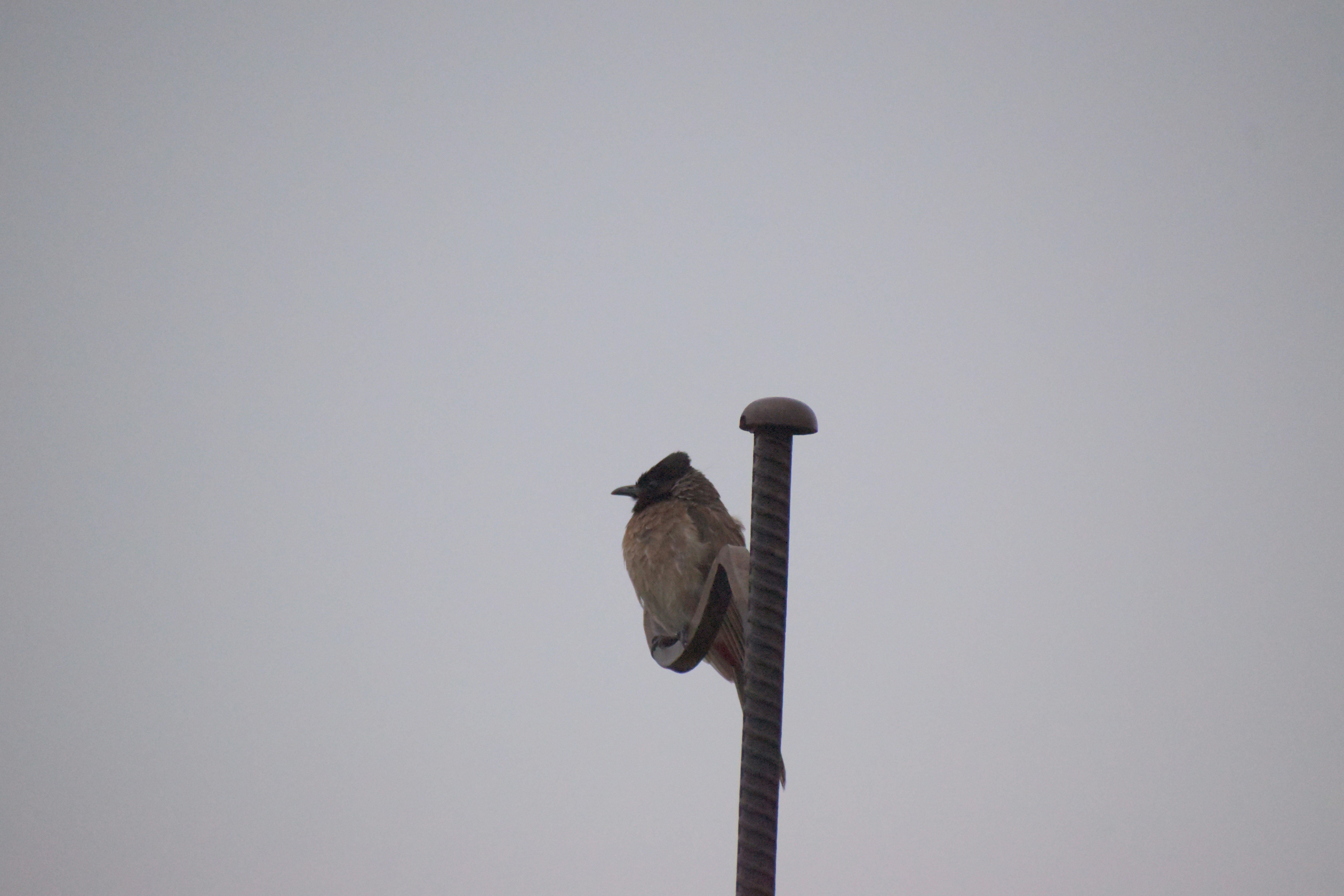 Photo by rohitroy1045