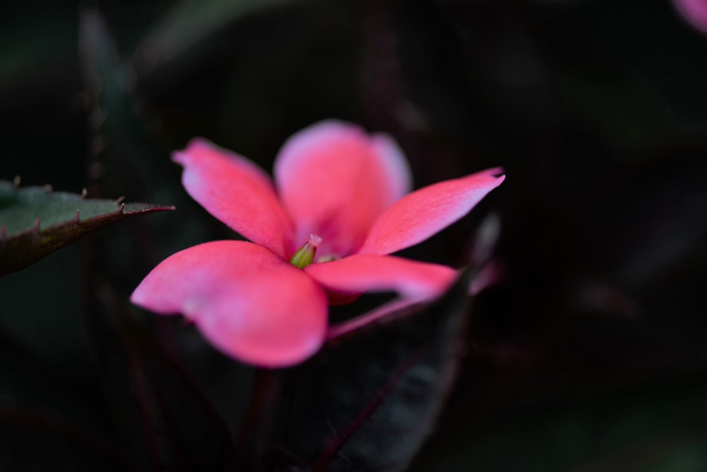 a pink flower with green leaves