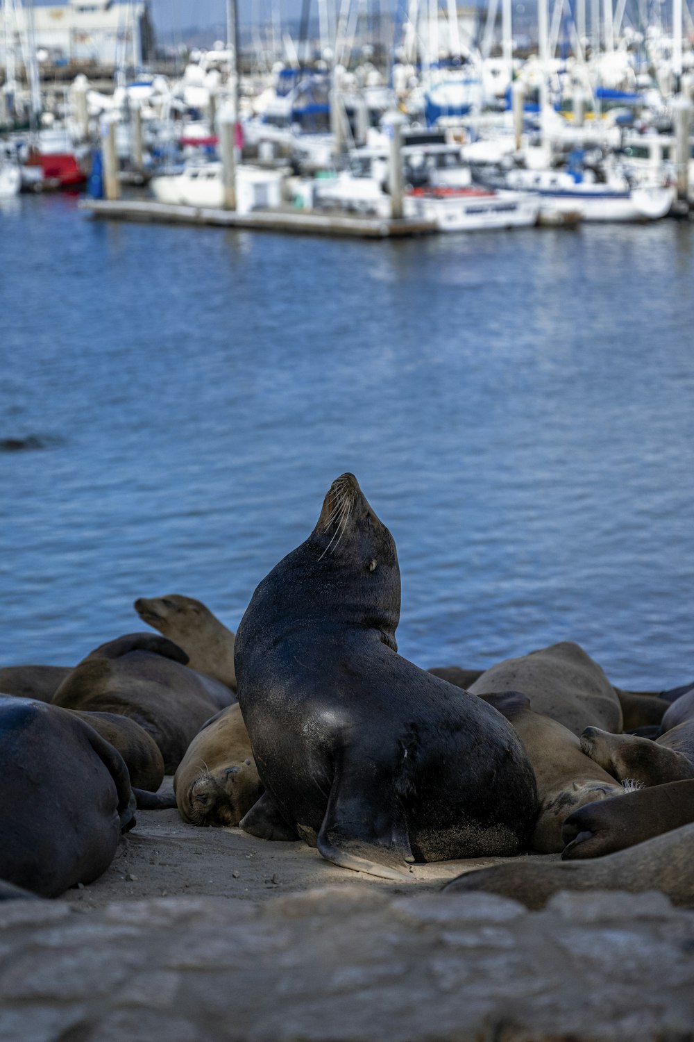 a group of seals lying on a rock by the water
