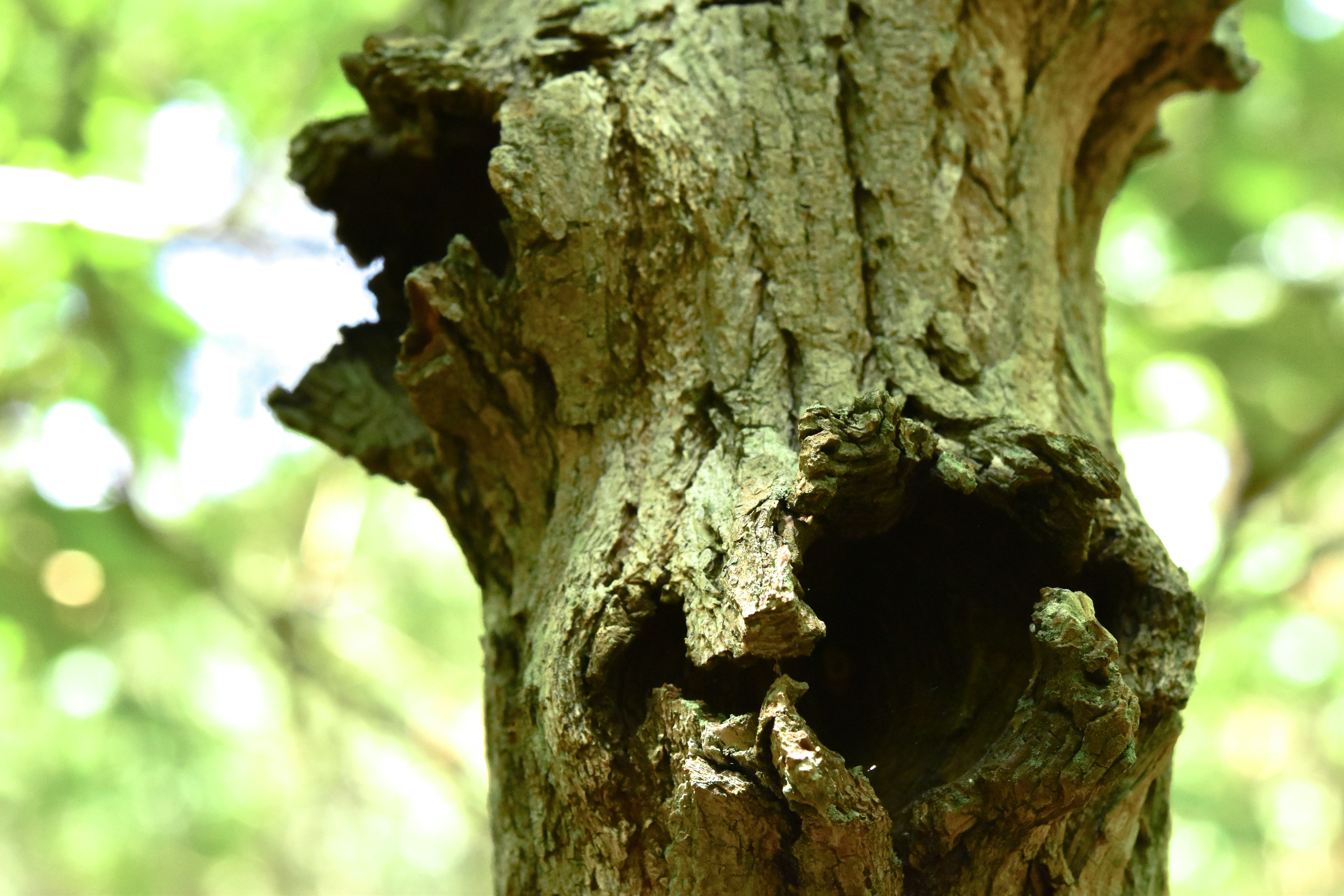 a close up of a tree trunk, Tree Hollow