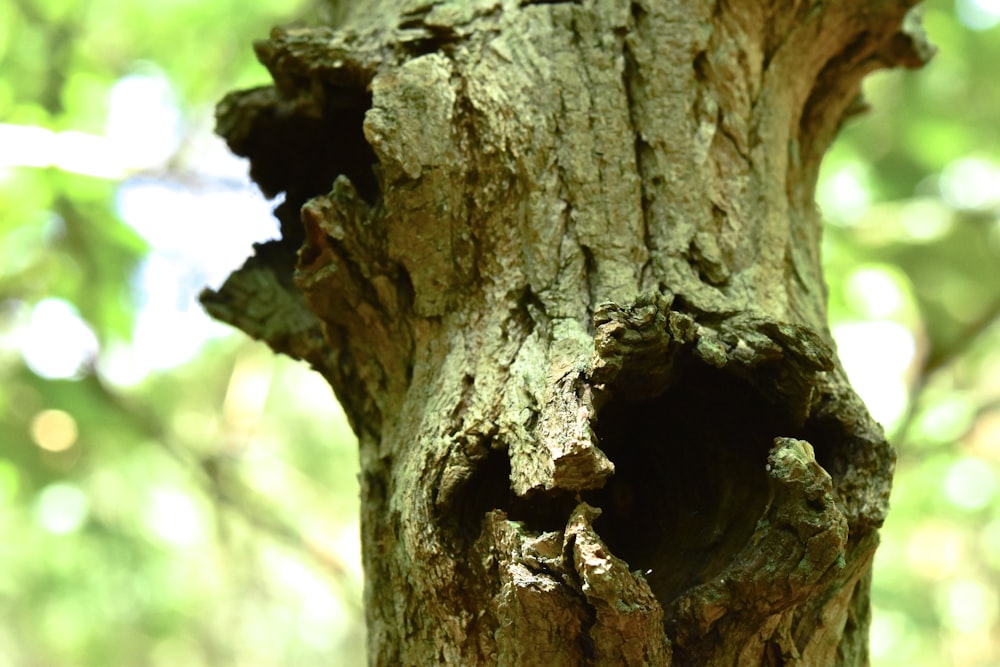 a close up of a tree trunk