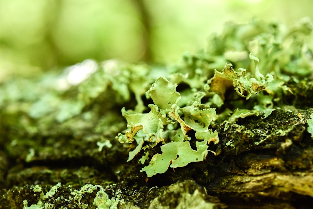 a close up of some moss