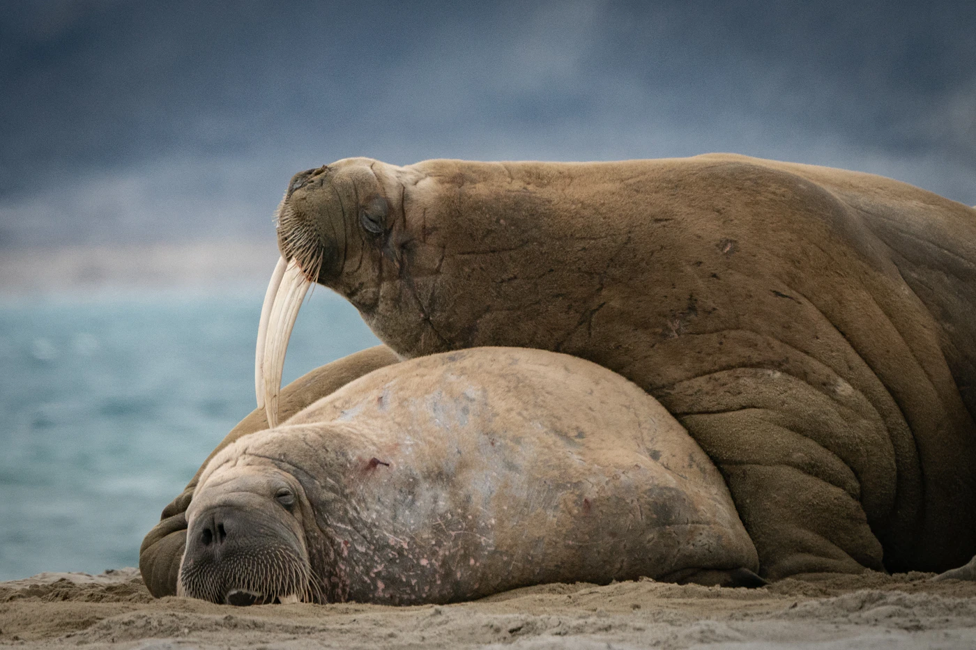 A group of walruses lounging together on a beach