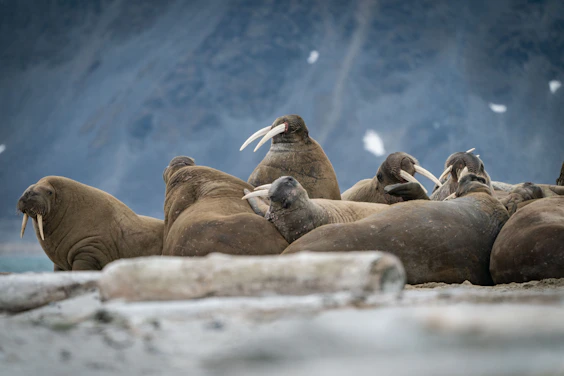 a group of walrus sitting on the rocks in svlabard 