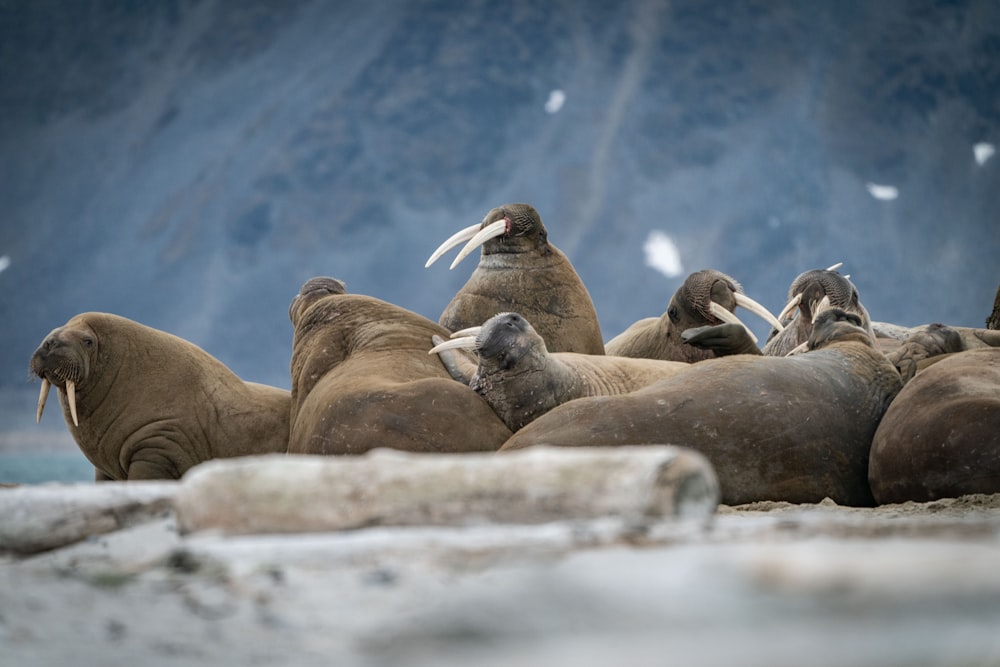 a group of seals lying on a rock