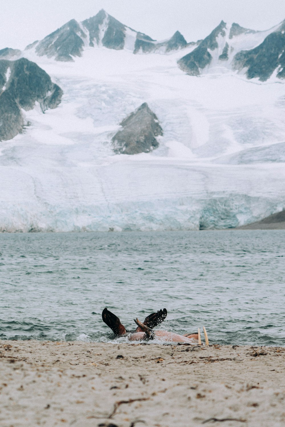 birds on a beach