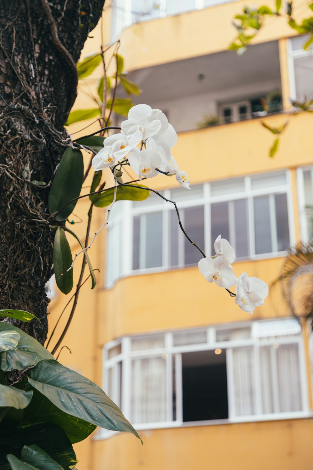 a tree with white flowers