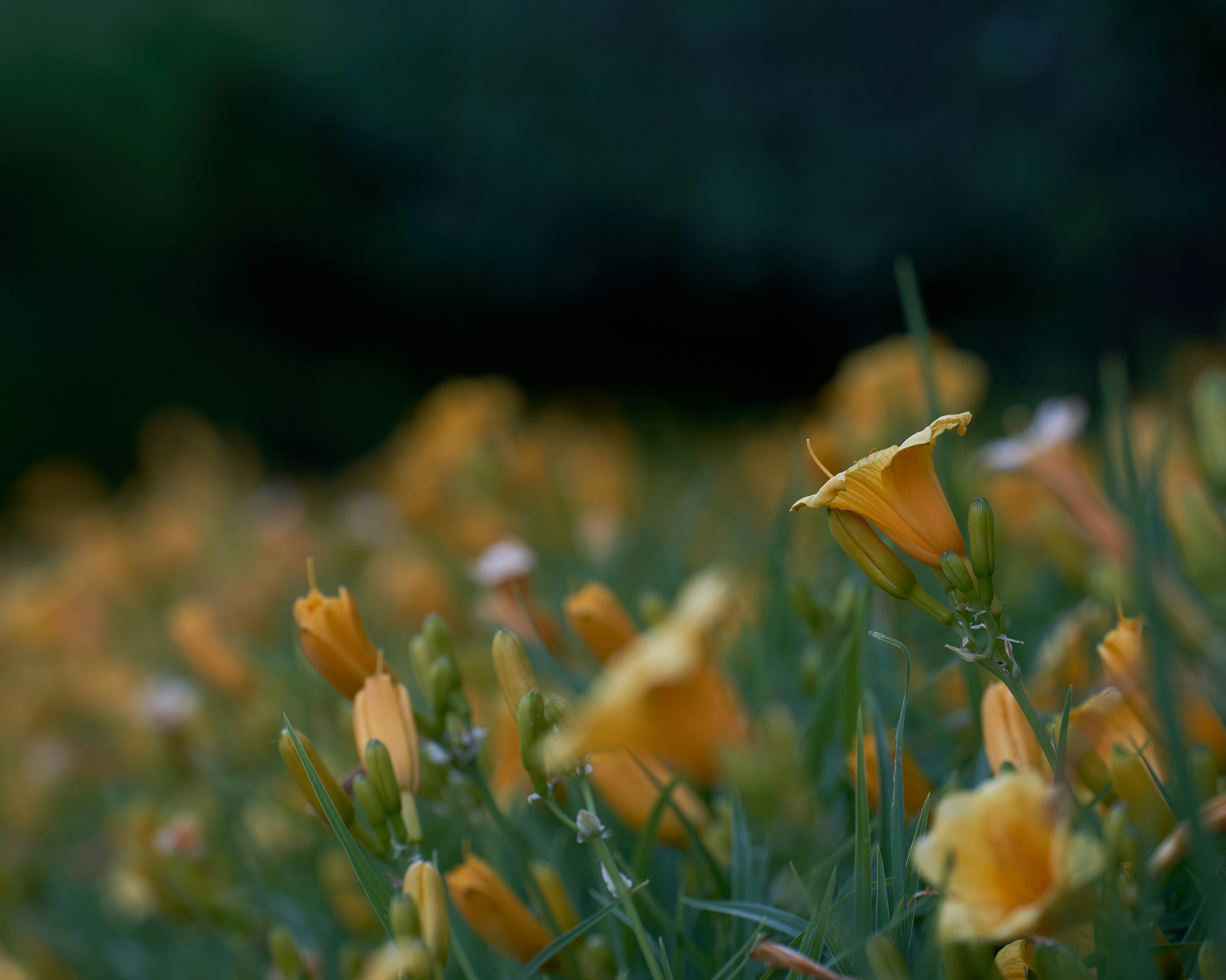 Photo by davidajones940