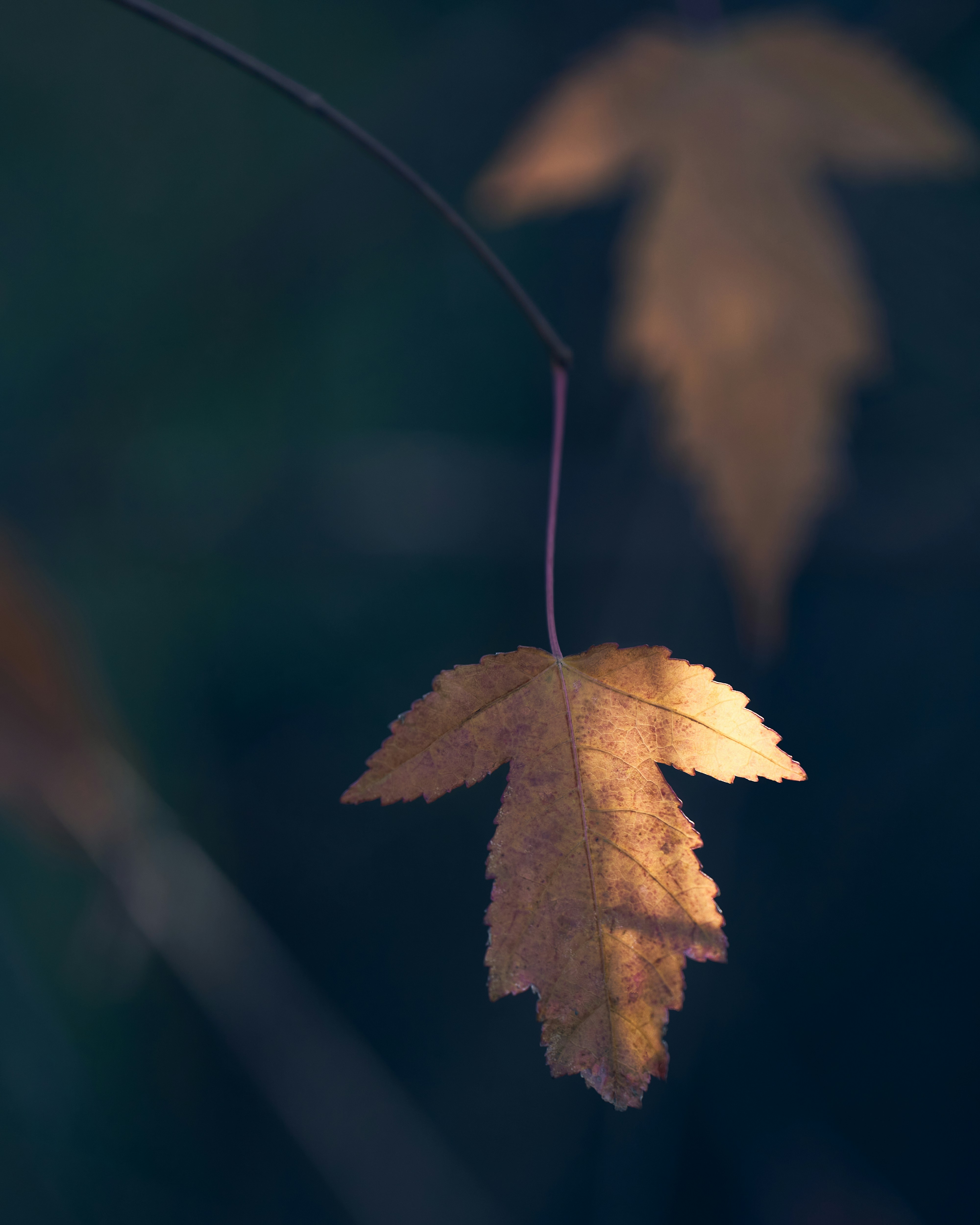 Photo by davidajones940