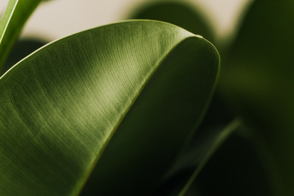 close up of a leaf