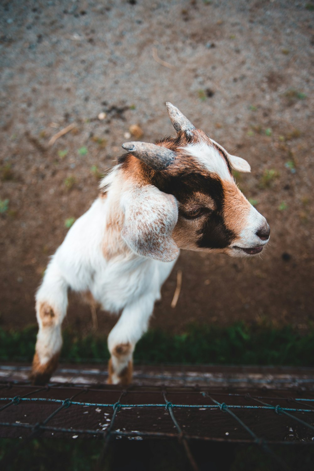 a goat walking on a dirt path