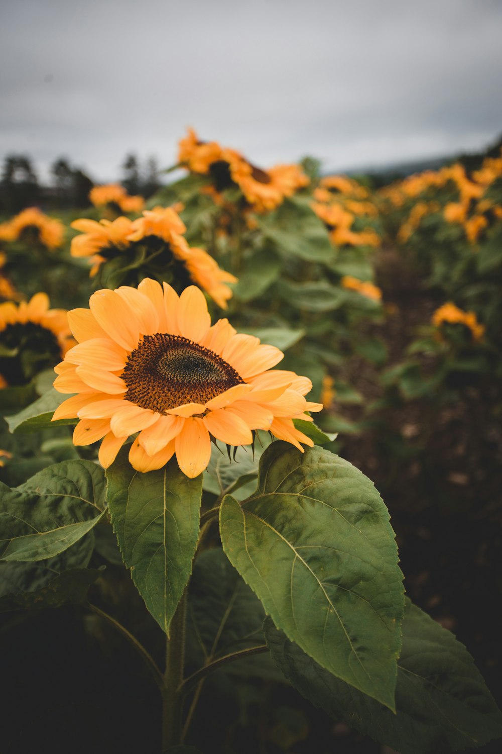 a field of sunflowers