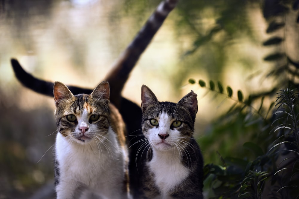 a group of cats